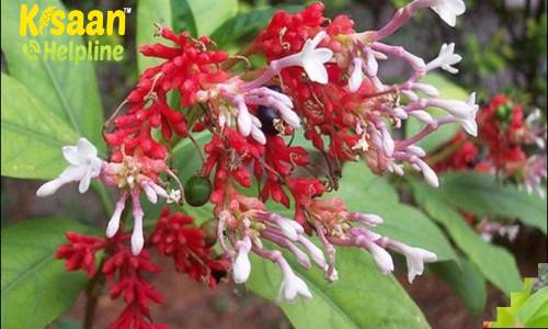 किसान भाई इस औषधीय पौधे की खेती कर कमा सकते है प्रति एकड़ से लाखों रूपए, जाने इस औषधीय पौधे के बारे मे